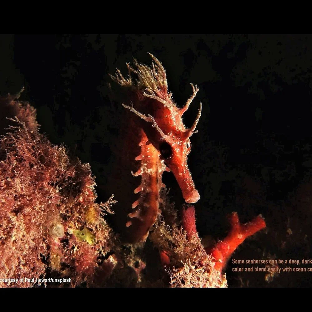 2027 Seahorse Calendar Ocean Marine Life Photography Coastal Decor Wall Calendar